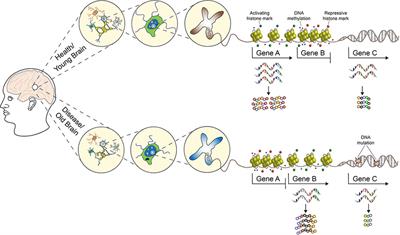 Neurogenetic and Neuroepigenetic Mechanisms in Cognitive Health and Disease